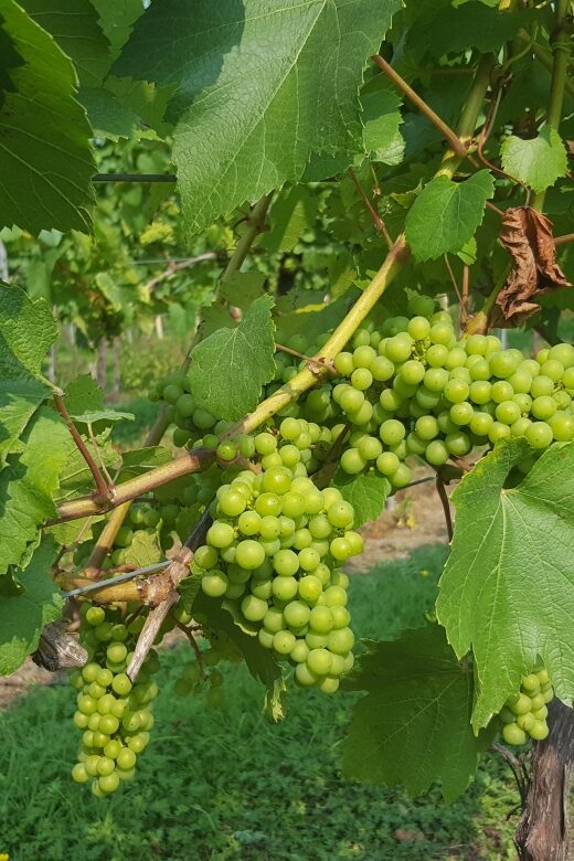 London: Full-Day English Wine Tour with Lunch - What English Wine Tastes Like When Someone Explains It