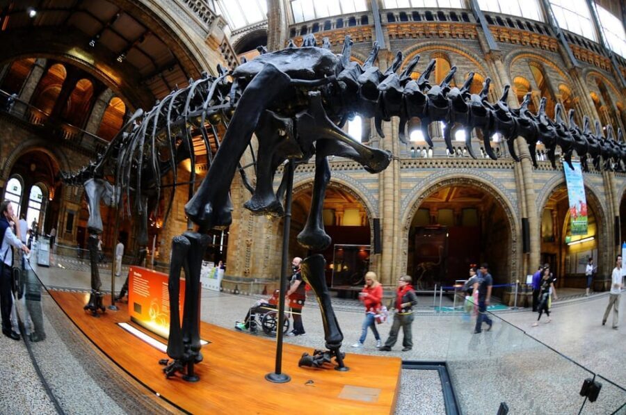 London: Guided Tour of the Natural History Museum - Marine Life: The Blue Whale Skeleton That Changes Your Sense of Scale