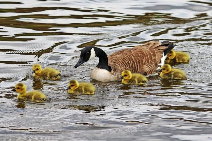 London: Hampton Court to Richmond River Thames Cruise - Key Highlights You’ll Care About