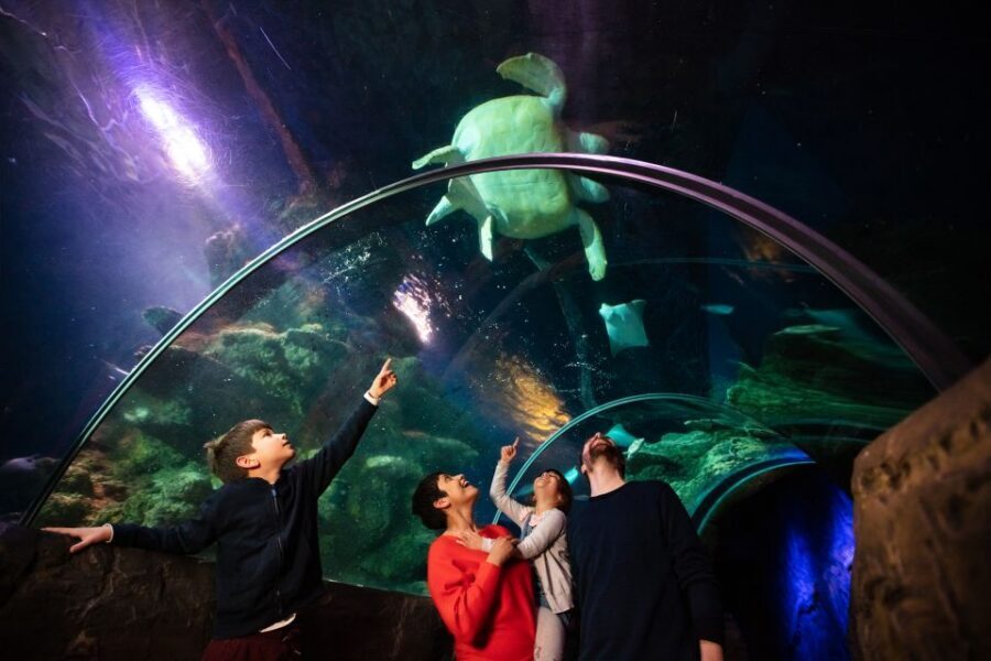 London: Madame Tussauds, London Eye & SEA LIFE Combo Ticket - SEA LIFE London: 14 Themed Zones Across 3 Floors of Creatures