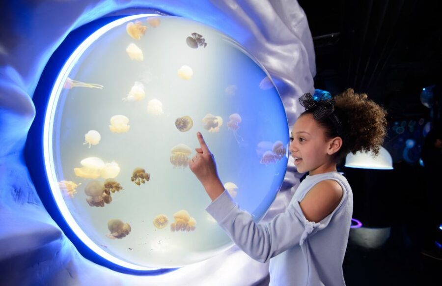 London: Madame Tussauds, SEA LIFE and London Dungeon Entry - SEA LIFE London: 14 Themed Zones Across 3 Floors