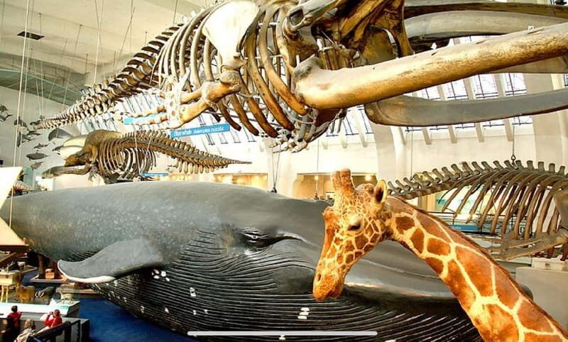 London: Natural History Museum Guided Tour w/ Priority Entry - Earthquakes and Interactive Fun for All Ages