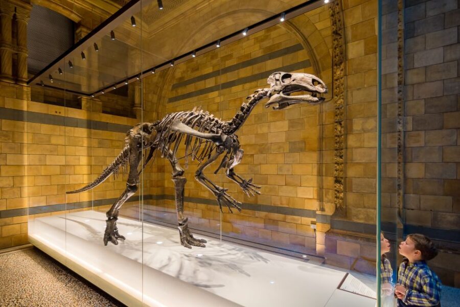 London: Natural History Museum Private Guided Family Tour - The Crowd Factor: Private Group, More Space to Ask Questions