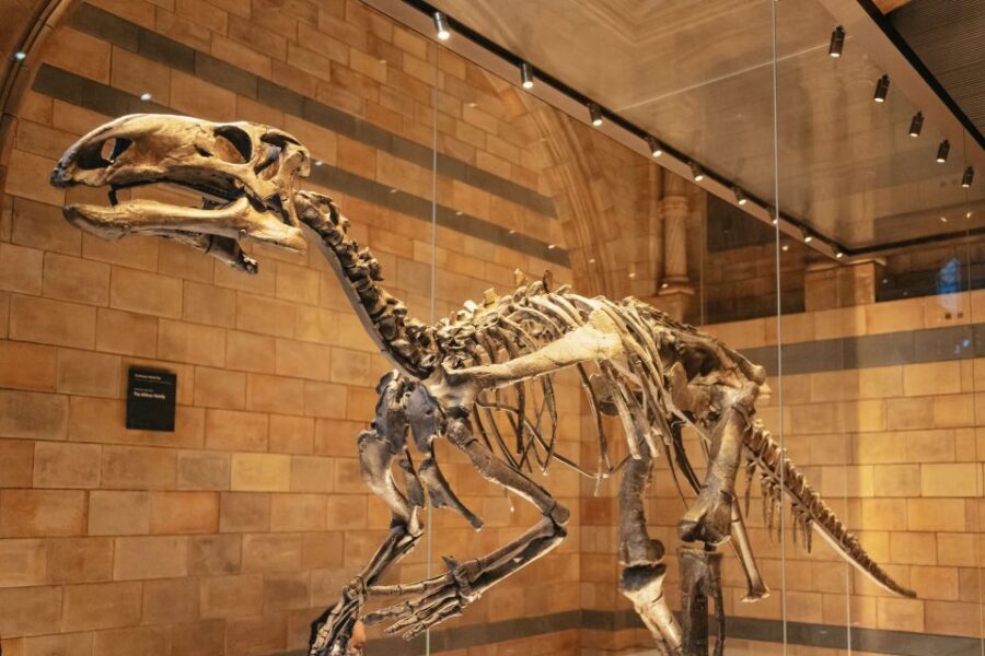 London: Natural History Museum Private Guided Family Tour - Hands-On Activities in the Dinosaur Galleries