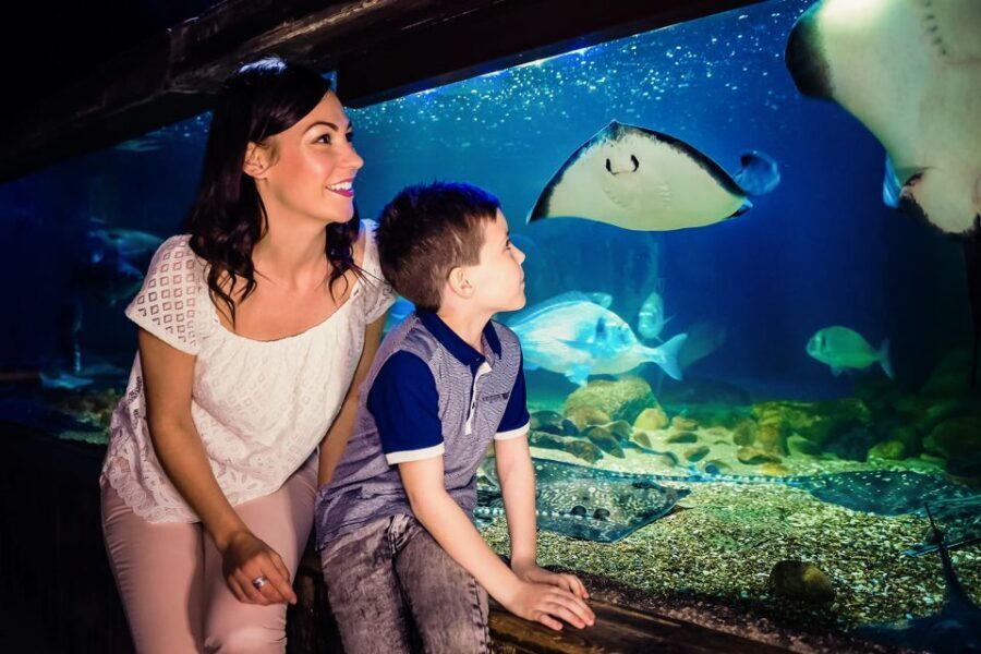 London: SEA LIFE Entry Ticket - Ice Adventure and the Gentoo Penguin Kingdom