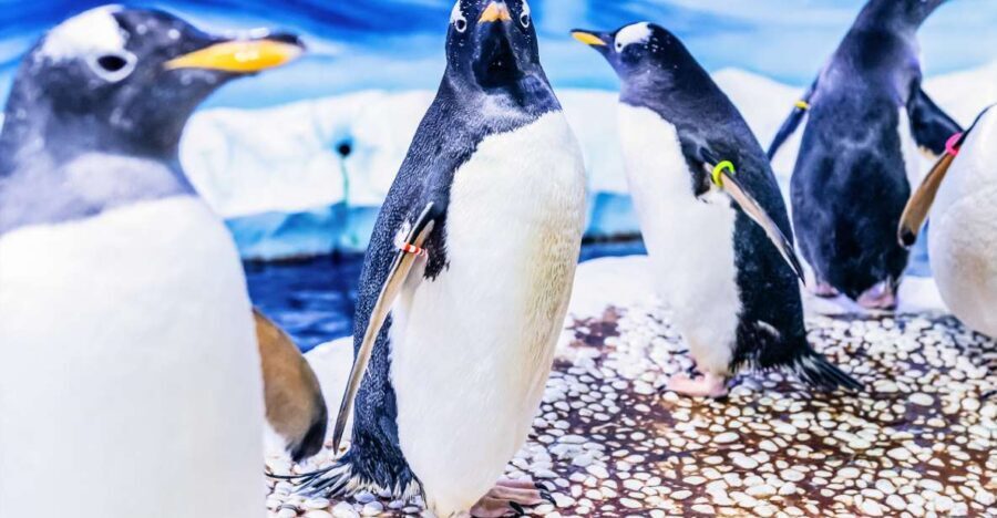 London: SEA LIFE Entry Ticket - Best Fit: Families, First-Timers, and Animal Lovers