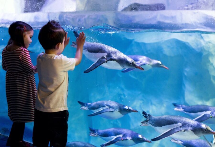 London: SEA LIFE & London Eye Combo Ticket - When to Go on the London Eye for the Best Views