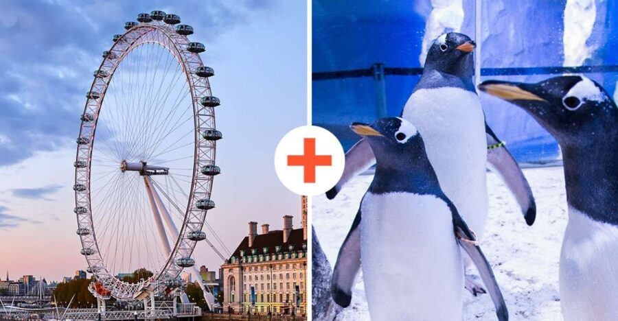 London: SEA LIFE & London Eye Combo Ticket - How the Day Flows in Real Life (Without Stress)
