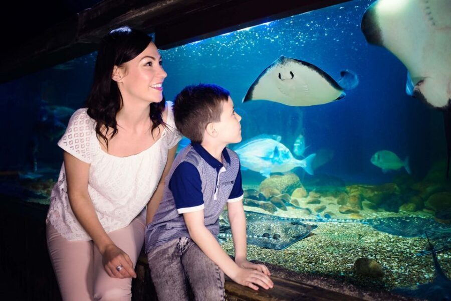 London: SEA LIFE & London Eye Combo Ticket - Should You Book This London: SEA LIFE + London Eye Combo Ticket?