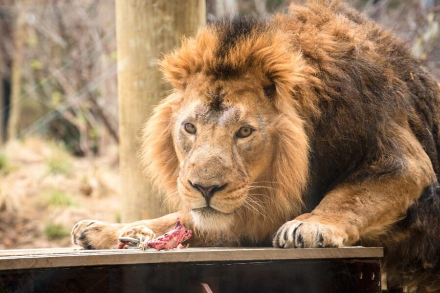 London Zoo: Entry Ticket - Quick hits you’ll care about