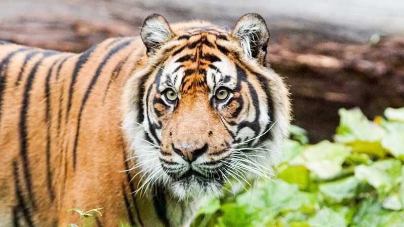 London Zoo: Entry Ticket - The rest of the zoo: 720+ species only works if you plan your day