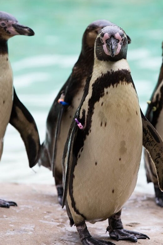London Zoo: Entry Ticket - London Zoo Entry Ticket: what you’re really paying for
