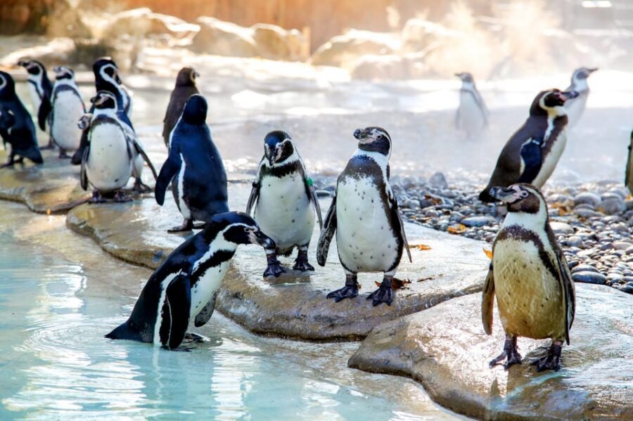 London Zoo: Entry Ticket - Giants of the Galápagos: tortoises, time, and why patience matters