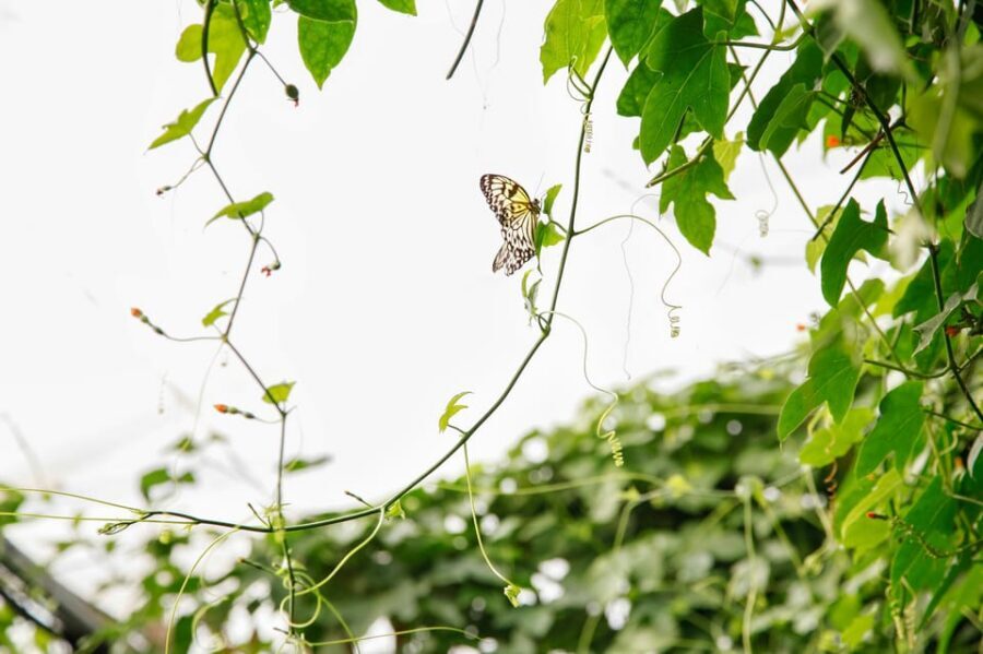 London Zoo: Entry Ticket - Getting in fast: voucher pickup and the one timing rule that matters
