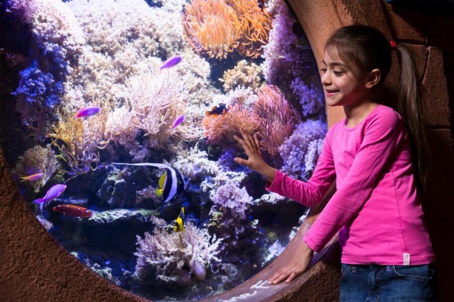 Manchester: SEA LIFE Entrance Ticket - Key things to know before you go