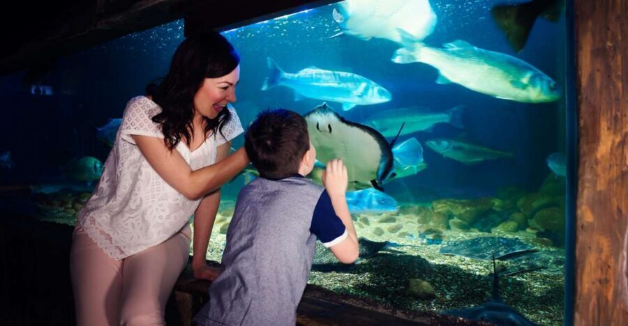 Manchester: SEA LIFE Entrance Ticket - Your first look at SEA LIFE Manchester: what kind of visit it is