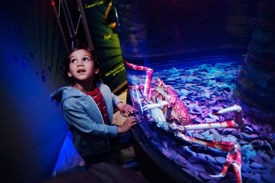 Manchester: SEA LIFE Entrance Ticket - The interactive rockpool: the hands-on moment people remember