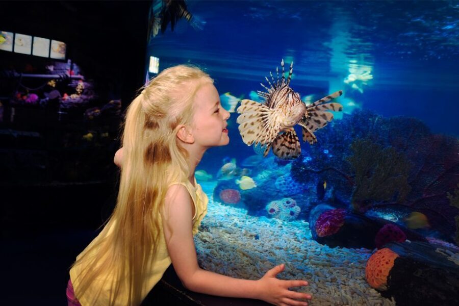 Manchester: SEA LIFE Entrance Ticket - Turtle Beach 3D: what the sea turtle life-cycle show does for families