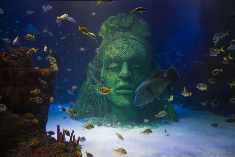 Manchester: SEA LIFE Entrance Ticket - Rocky Hideout caves and the Japanese Spider Crab highlight