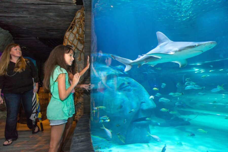 Manchester: SEA LIFE Entrance Ticket - Ocean Tunnel: the star exhibit and why it works