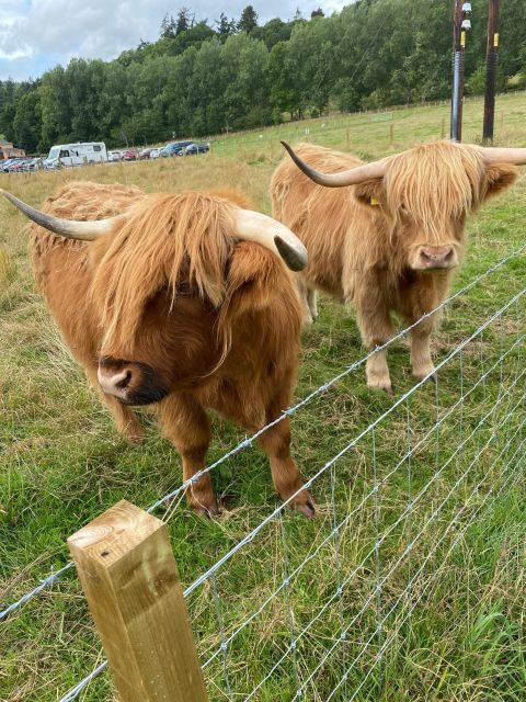 NORTH HIGHLAND TOUR, DUNROBIN CASTLE & MORE FROM INVERGORDON - Falls of Shin: A Short Walk with Real Wow Factor