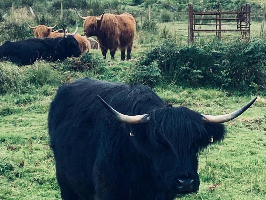Oban: Isle of Mull and Iona Tour - Iona Abbey: Where the Spiritual Side Becomes Real