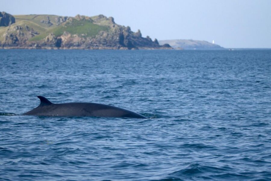 Padstow: Guided RIB Sealife Safari - Key things to know before you go
