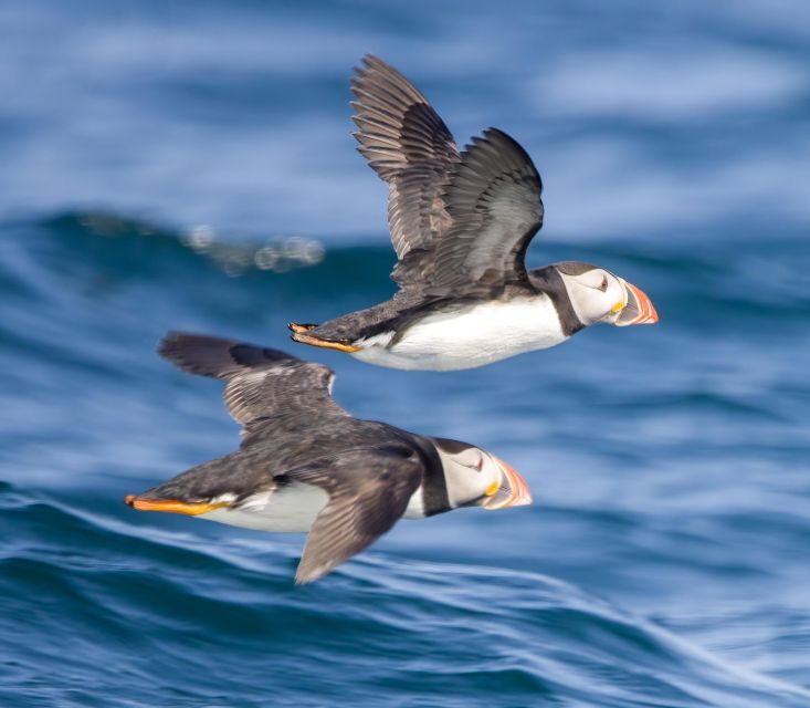 Padstow: Guided RIB Sealife Safari - How the crew finds wildlife: slow-down zones and search patterns