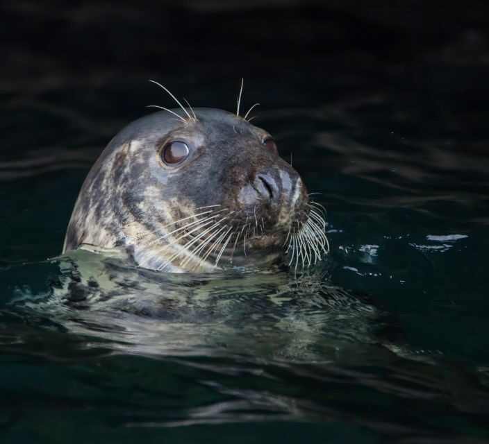 Padstow: Guided RIB Sealife Safari - The photo-friendly moments: where you’ll pause to shoot