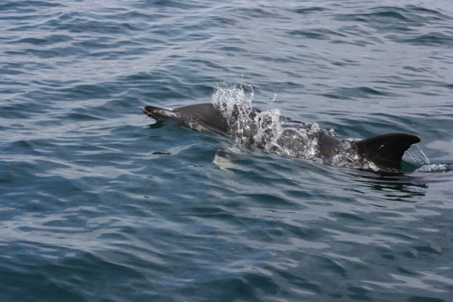 Padstow: Guided RIB Sealife Safari - Seasonal bonuses: guillemots, razorbills, and puffins in North Cornwall