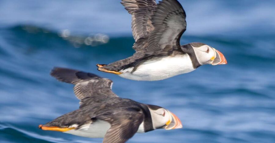 Padstow: Guided RIB Sealife Safari - Possible coastal stops: Port Isaac and the view at Trevose Head
