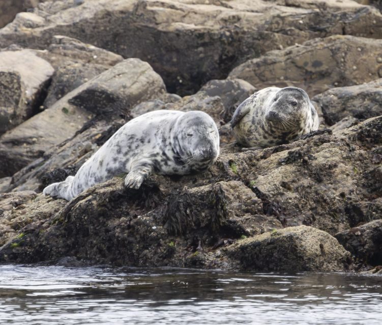 Penzance: Land's End Boat Tour with Wildlife Guides - Key highlights you’ll feel right away