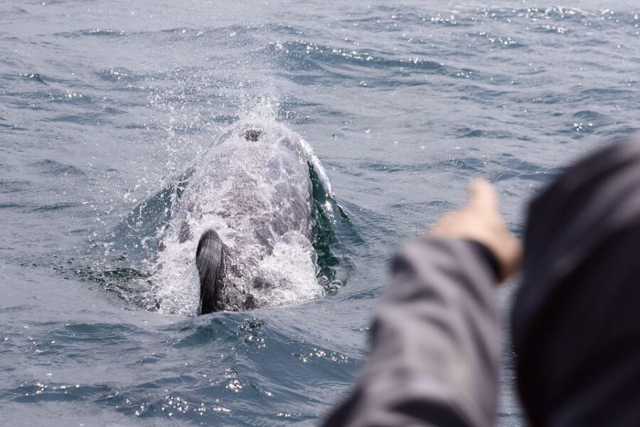 Penzance: Land's End Boat Tour with Wildlife Guides - Longship Lighthouse and the offshore shelf for dolphins, tuna, and more