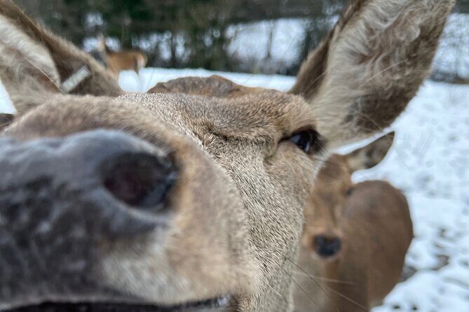 Private Deer Park Tour and Day Out in Leek - Key highlights to know before you go