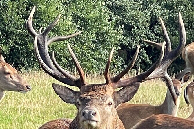 Private Deer Park Tour and Day Out in Leek - Sprinks Farm Deer Park: where your deer-spotting starts