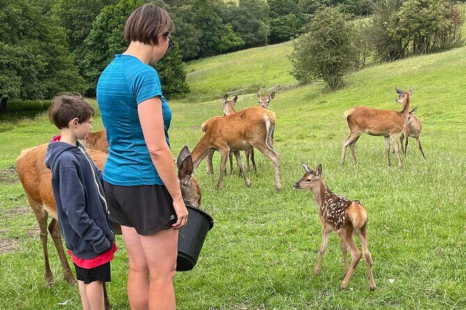 Private Deer Park Tour and Day Out in Leek - Seeing both red and fallow deer near Leek
