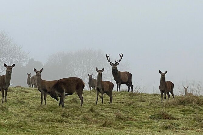 Private Deer Park Tour and Day Out in Leek - What the guide briefing covers (and why it’s worth it)