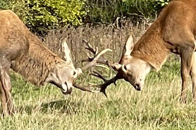 Private Deer Park Tour and Day Out in Leek - Who this private deer park tour suits best