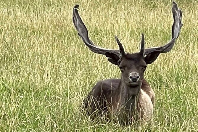 Private Deer Park Tour and Day Out in Leek - Price and value: is $30.21 a fair deal?