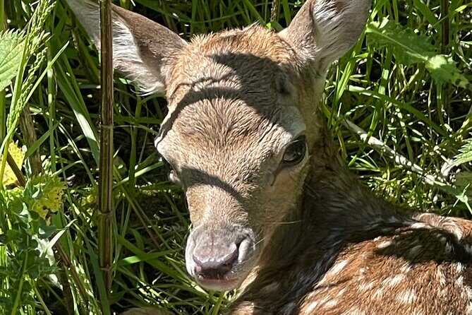 Private Deer Park Tour and Day Out in Leek - The tour flow: 1 to 1.5 hours of deer spotting and shooting