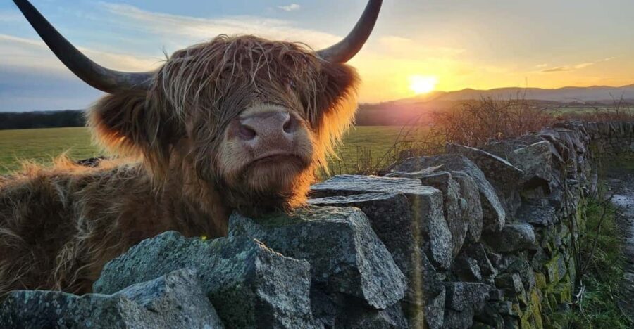Private Tour of Highlands, Lochs & Castles from Stirling - What makes the private guide feel different