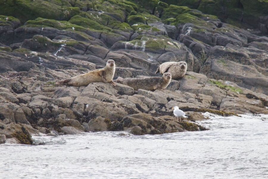 Queensferry: Maid of the Forth 1.5-Hour Sightseeing Cruise - Wildlife spotting in the Firth of Forth (seals, puffins, and dolphins)