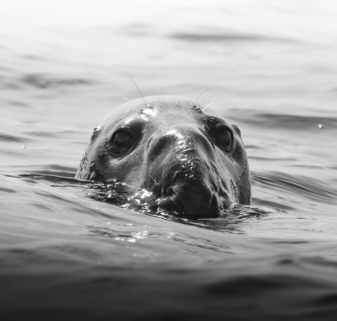 Rounding Cornwall Boat Trip Experience. (Departing Hayle) - Key points before you go