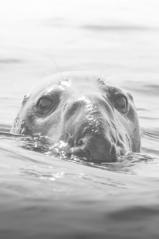 Rounding Cornwall Boat Trip Experience. (Departing Hayle) - Price and value: what $106 buys you in real terms