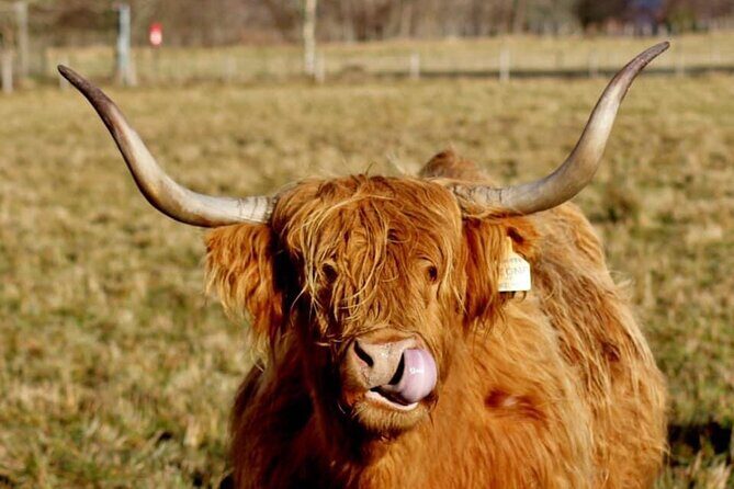 Scotland Lochs & Glens Day Tour - Kilmahog and Highland Cows: Feed Time and Souvenir Browsing