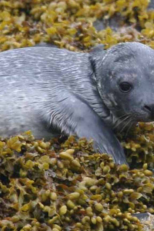 Scottish Highlands: Isle of Skye Glass-Bottom Boat Tour - Wildlife Above Water: Seals, Seal Island, and a Protected Bird Spot