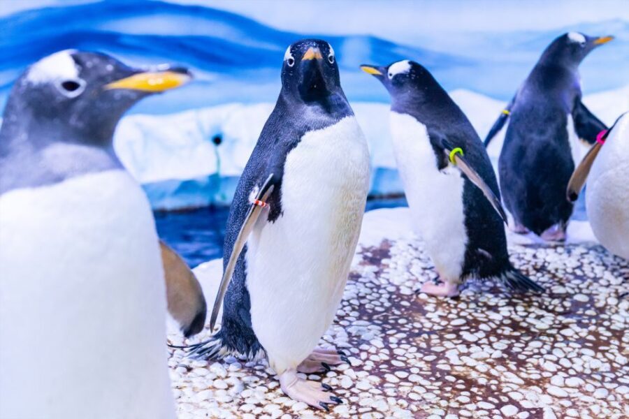 SEA LIFE London & DreamWorks Shrek's Adventure: Combo Ticket - SEA LIFE London: 3 Floors of Exhibits and 14 Themed Zones