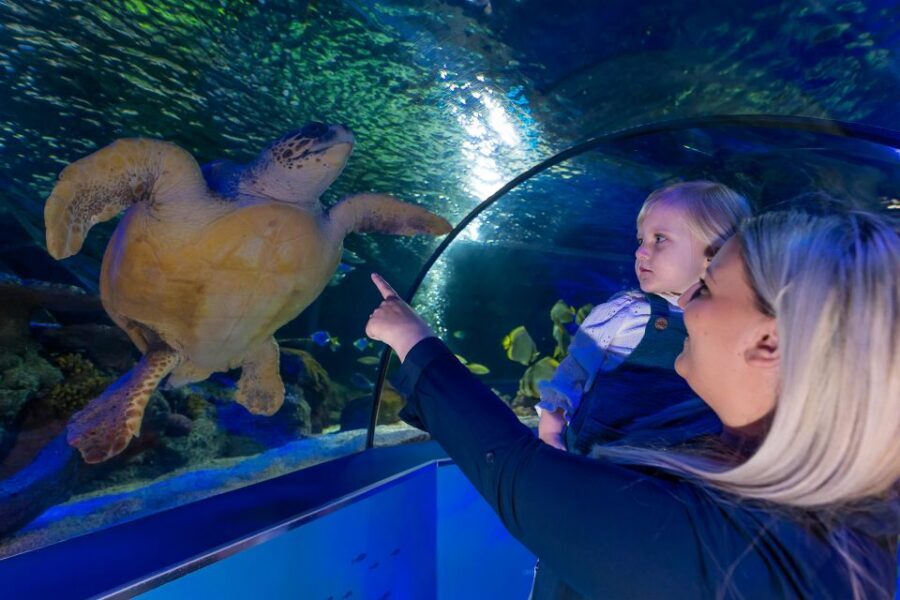 Sea Life Scarborough - Key highlights you’ll remember