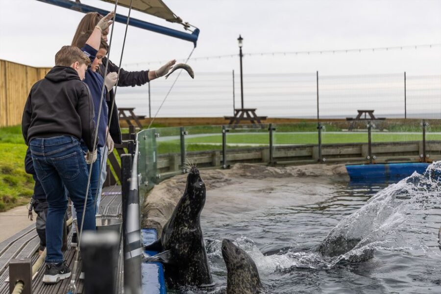 Sea Life Scarborough - Penguins, turtles, seals, and sharks: how the bigger animal mix works