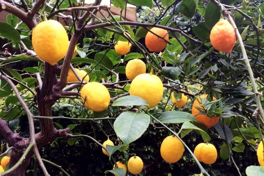 Secret Gardens of London Private Tour - Chelsea Physic Garden: 1673 plant science meets traditional high tea